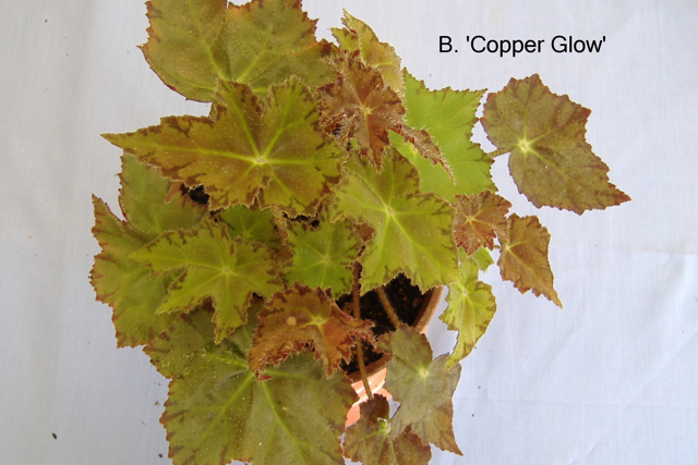 B. ‘Copper Glow’